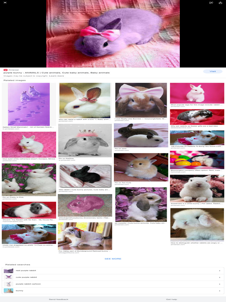 Purple Rabbit - Google Search | PDF | Rabbit | Mammal Ecology