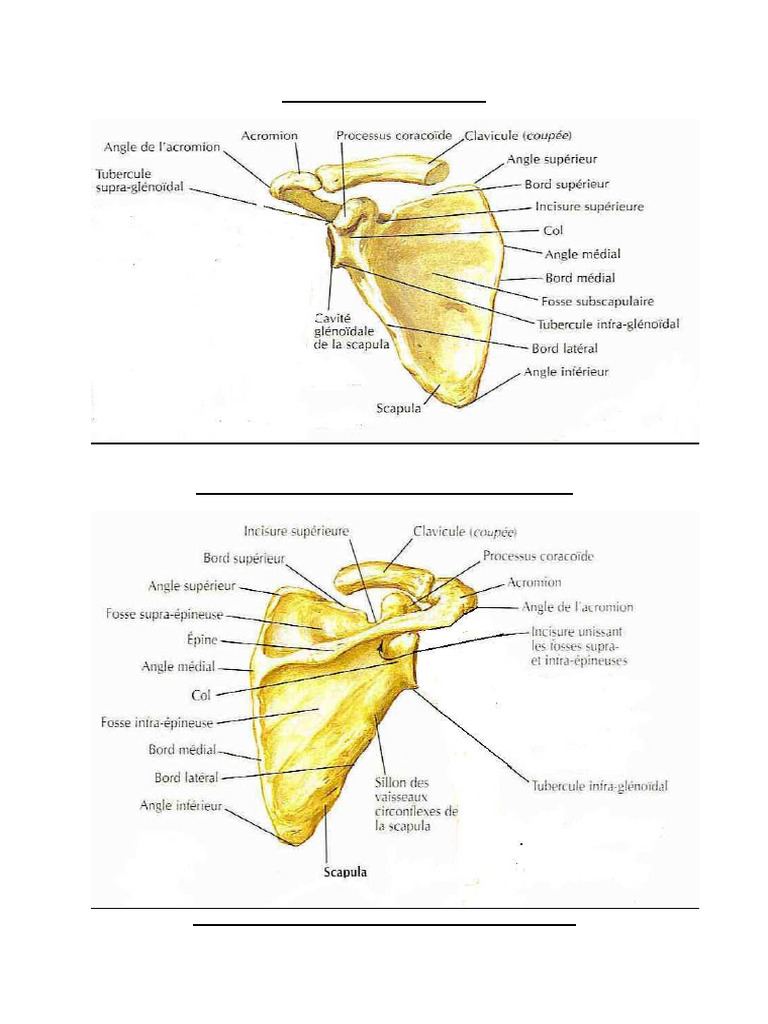 Anatomie de la Scapula en Images | PDF