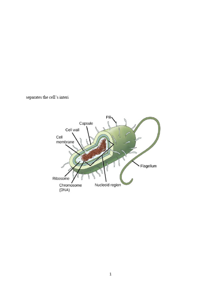 BCH 102 Lecture Note | PDF | Endoplasmic Reticulum | Cell (Biology)