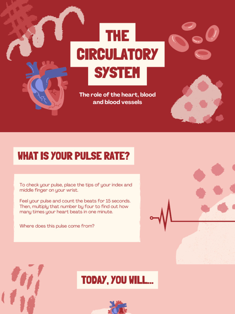 Understanding the Human Circulatory System | PDF | Blood | Heart
