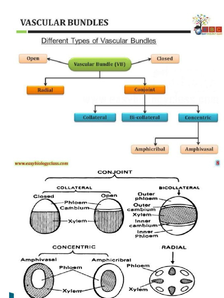 Vascular Bundle NEW 2 | PDF