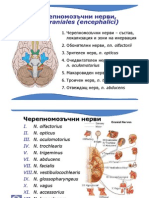 02 Cranial Nerves I-VI