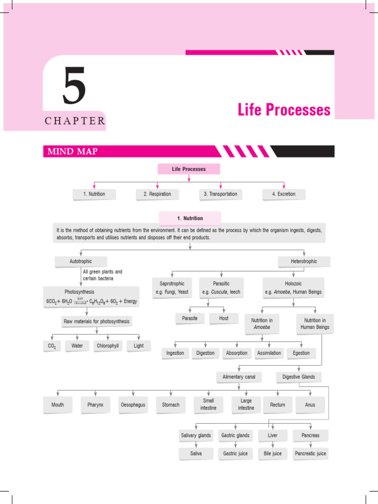 life process | PDF | Digestion | Stomach