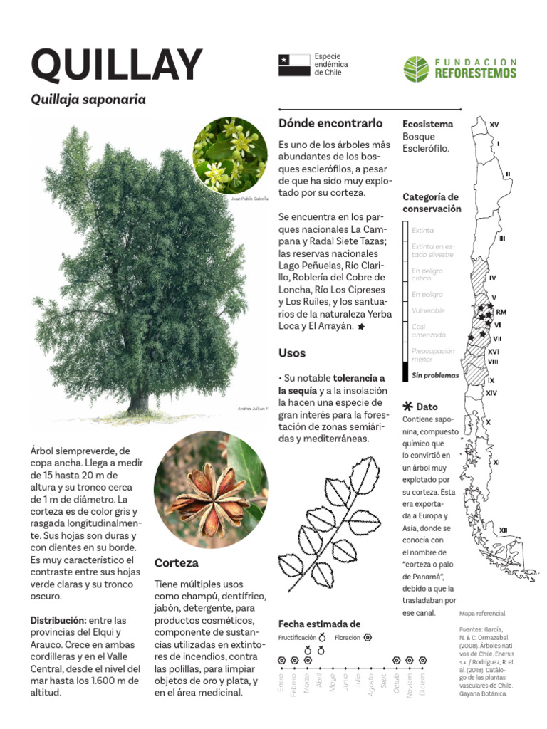 Quillaja saponaria: Usos y conservación | PDF | Arboles | Chile