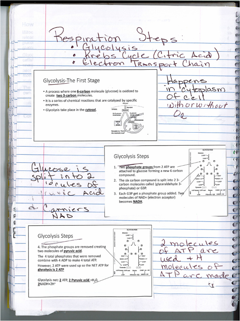 Notes on respiration | PDF