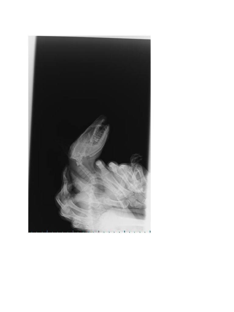 Radiografias Gamba | PDF