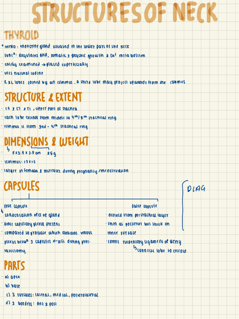 Thyroid Gland Pdf Common Carotid Artery Thyroid