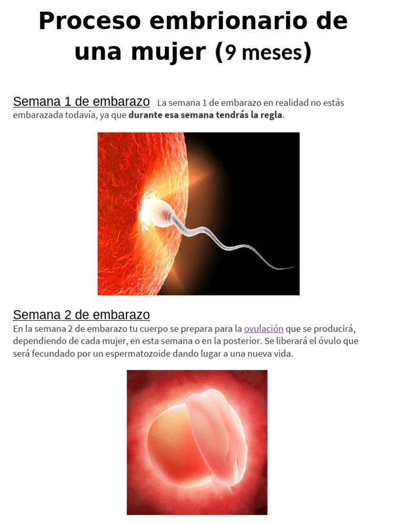 Desarrollo del embarazo semana a semana | PDF | El embarazo | Embrión