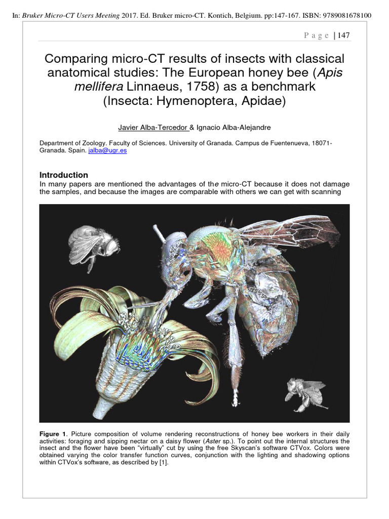 Micro-CT Analysis of Honey Bee Anatomy | PDF | Anatomical Terms Of ...