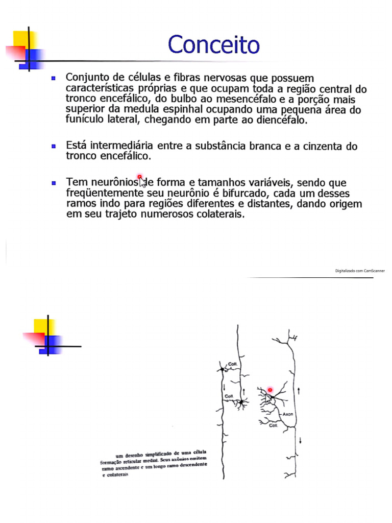 Neuroanatomia - Formação Reticular | PDF