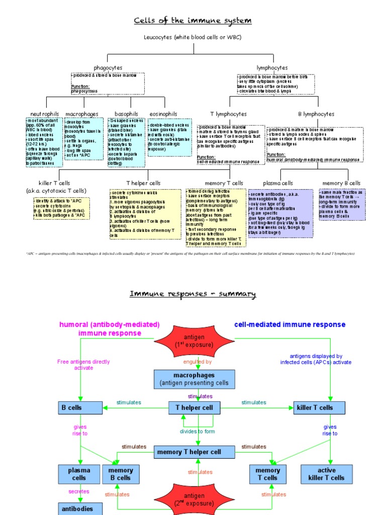 Cells of The Immune System | PDF | White Blood Cell | Immune System
