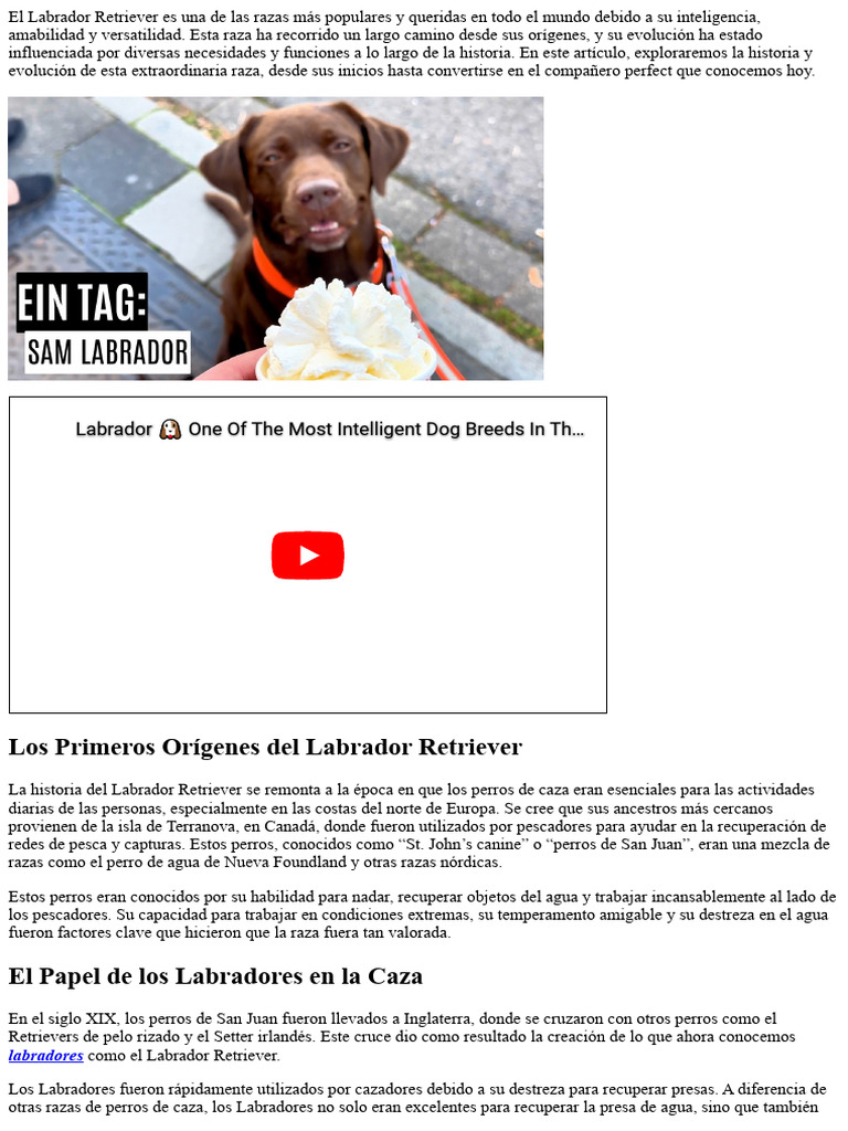 Historia y Evolución del Labrador Retriever | PDF | Labrador retriever ...