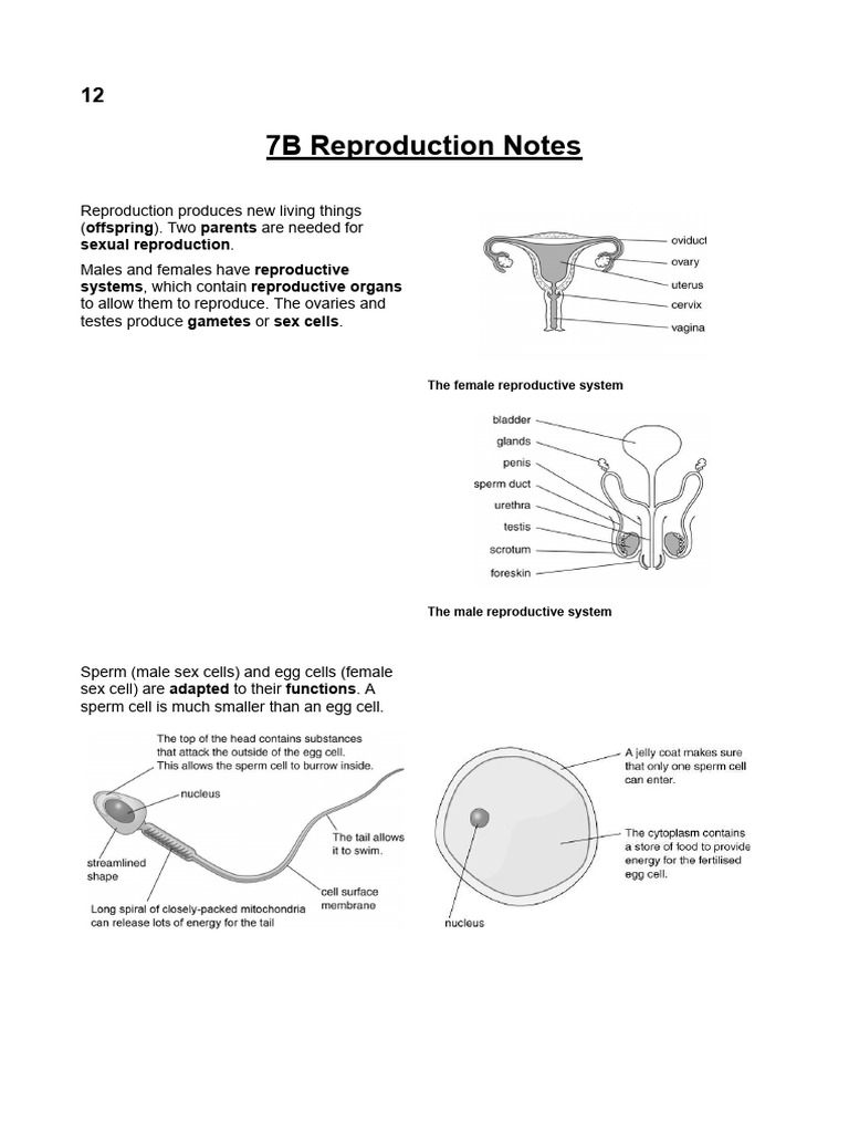 7B Reproduction Notes | PDF | Reproductive System | Fetus