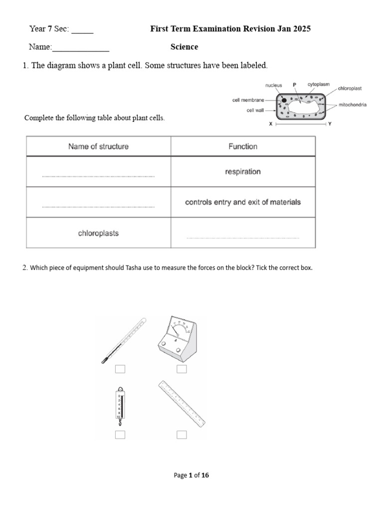 Year 7 Science Exam Revision Guide | PDF | Fertilisation | Uterus
