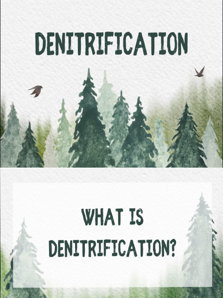 DENITRIFICATION | PDF