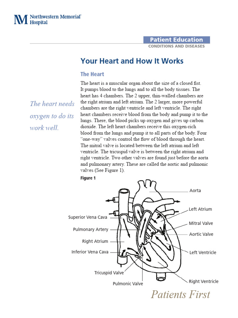 Understanding Heart Function and CAD | PDF | Heart Valve | Heart