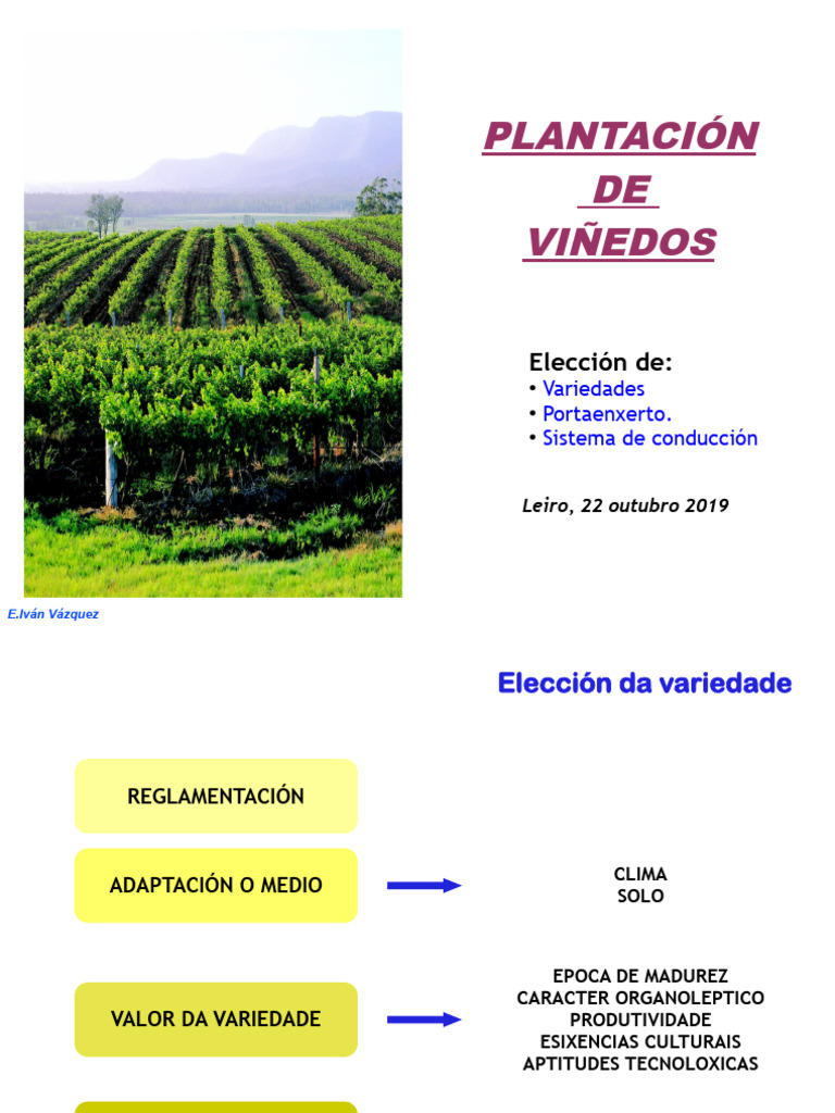 Plantación de Viñedos Variedades y Técnicas