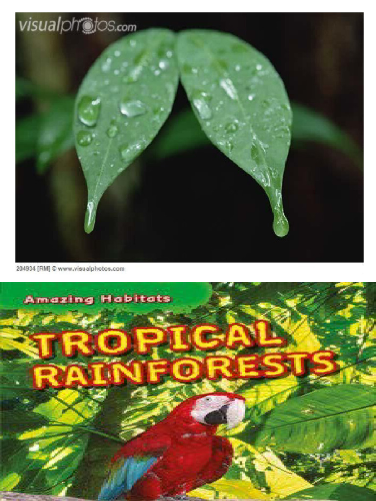 Importance of Tropical Rainforests | PDF | Rainforest | Deforestation