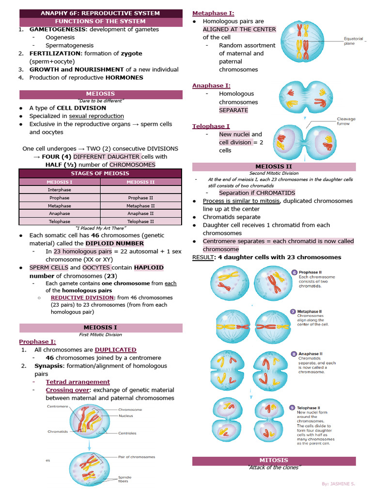Male Reproductive System Overview | PDF | Meiosis | Menstrual Cycle