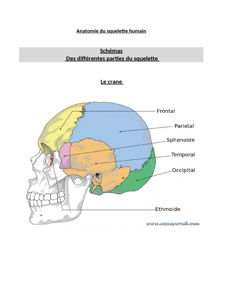 Schémas de l'anatomie du squelette humain | PDF