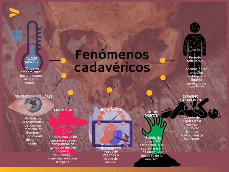 FenÃ Menos Cadavã©ricos | PDF