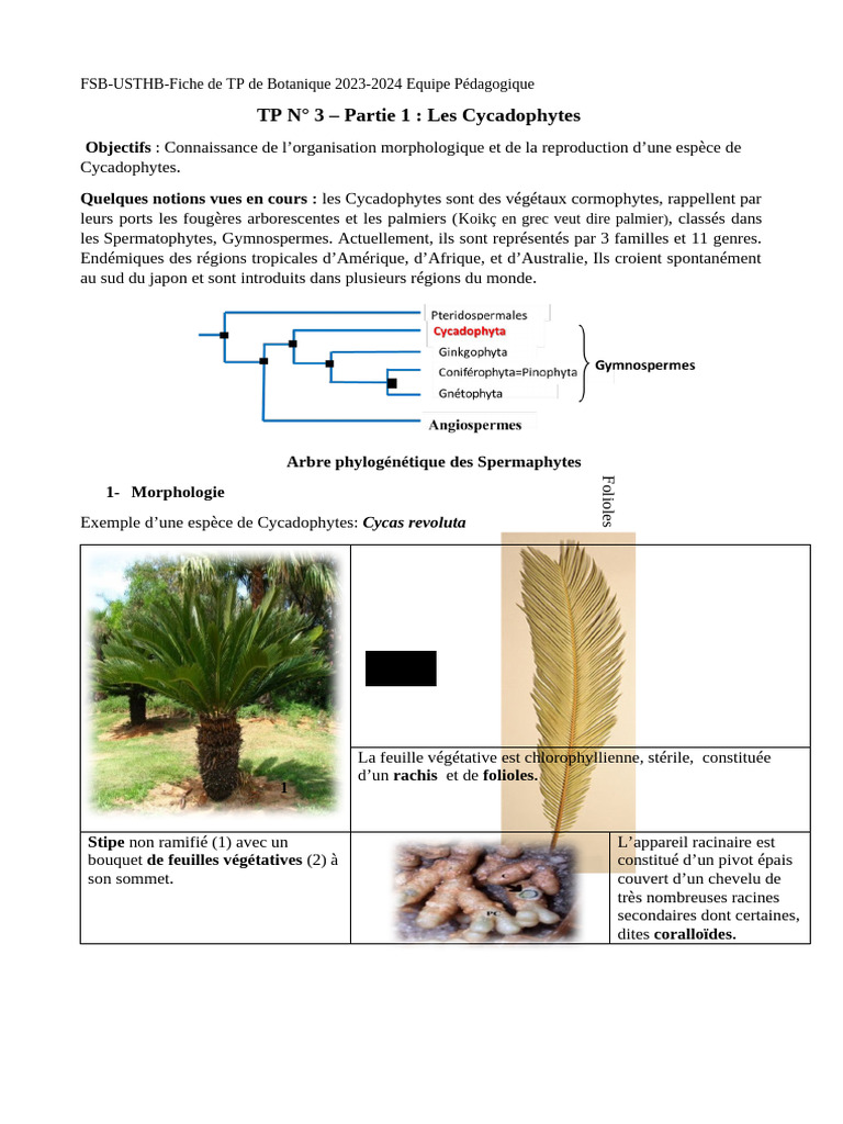 Morphologie et Reproduction des Cycadophytes | PDF | Pollen | Pin (plante)