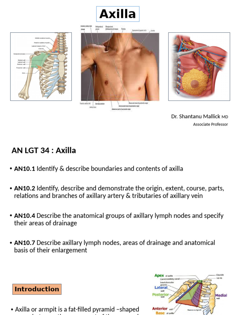 Axillary Lymph Nodes Anatomy Overview | PDF | Musculoskeletal System ...