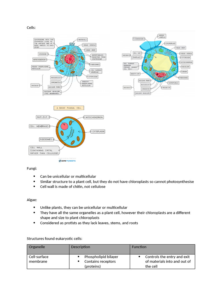 C3 Part 1 Cell Structure | PDF | Cell (Biology) | Cell Nucleus