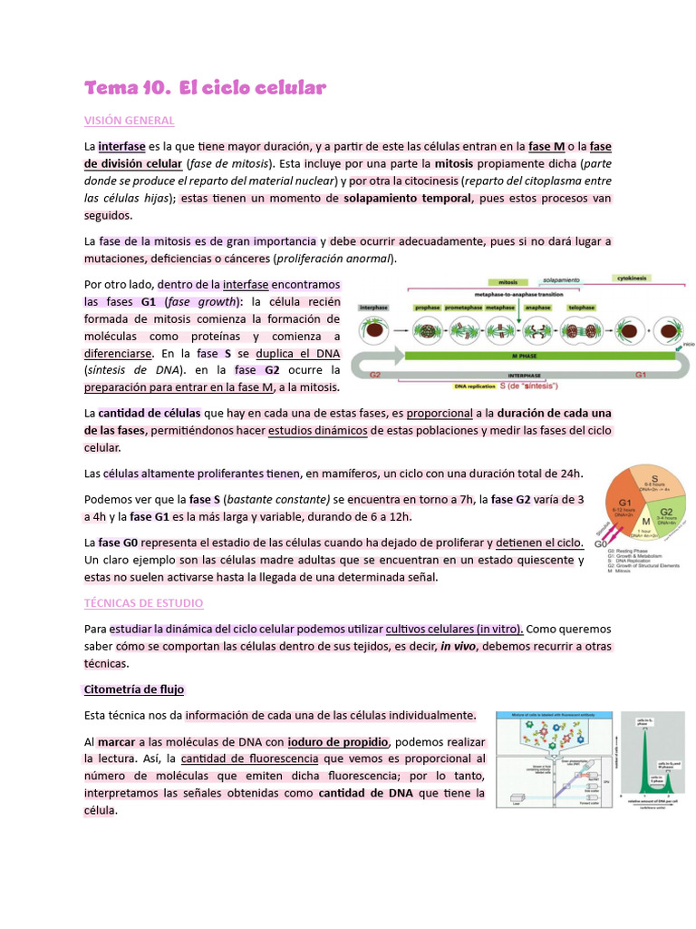 Dinámica y Control del Ciclo Celular | PDF | Mitosis | Ciclo celular
