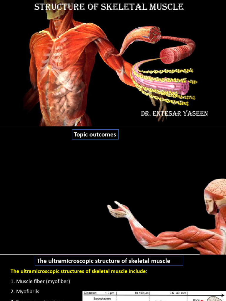 Ultramicroscopic Structure of Skeletal Muscle | PDF | Muscle ...