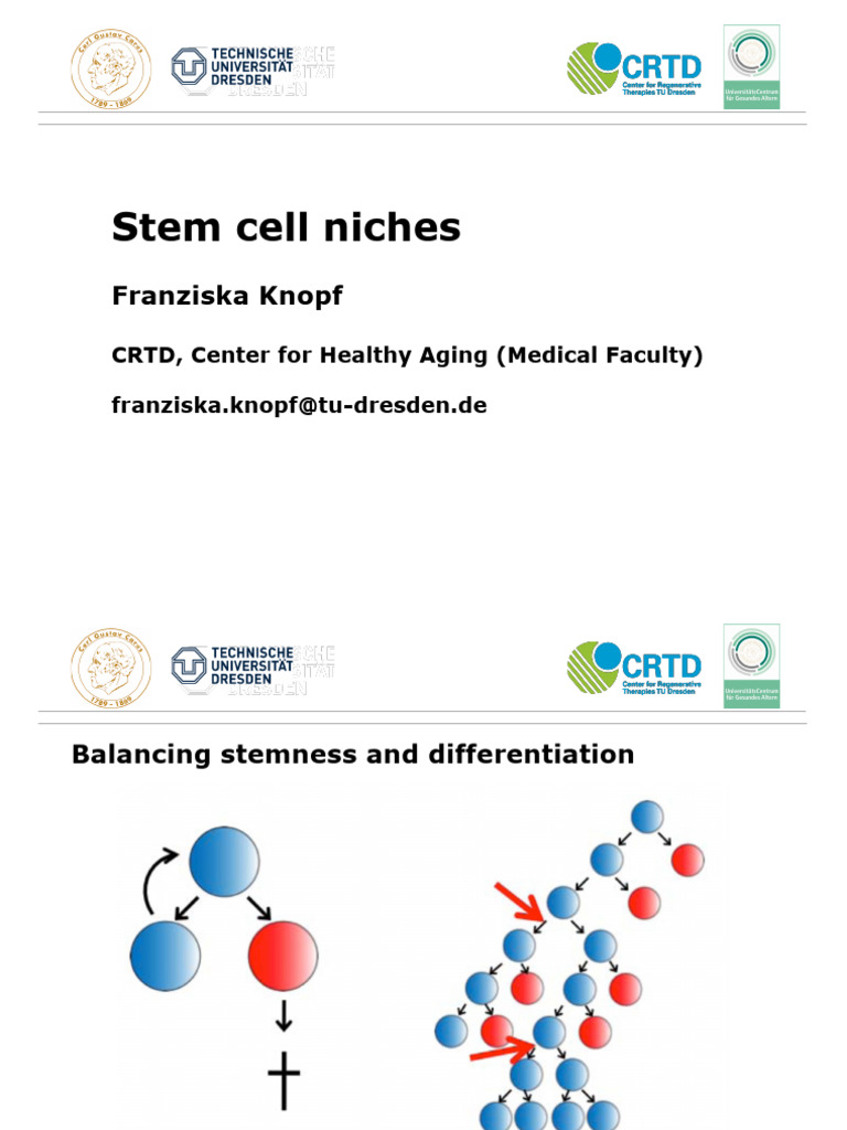 14 Stem Cell Niches | PDF | Hematopoietic Stem Cell | Extracellular Matrix