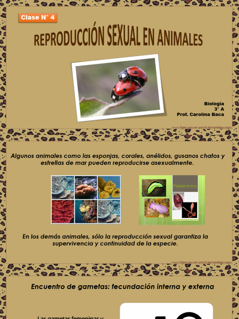 Clase N° 4 - La Reproducción sexual en animales | PDF | Reproducción