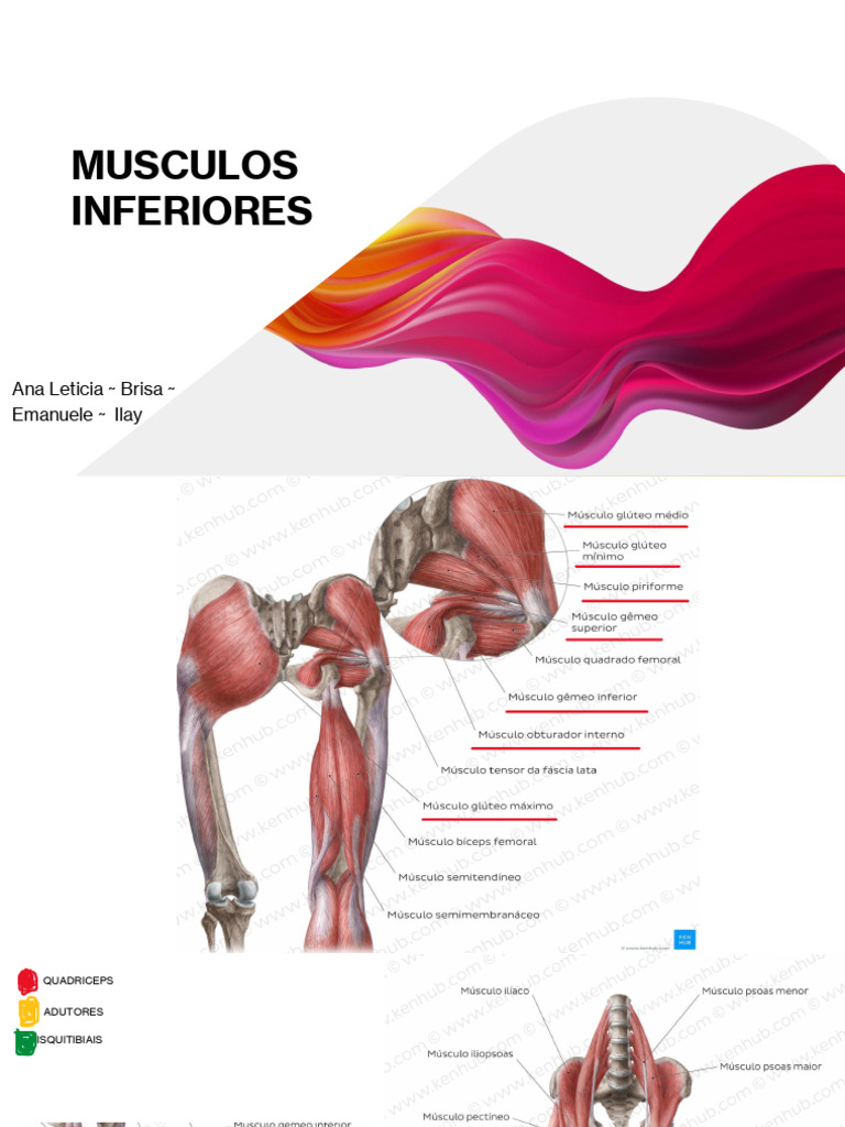 Musculatura Inferior | PDF