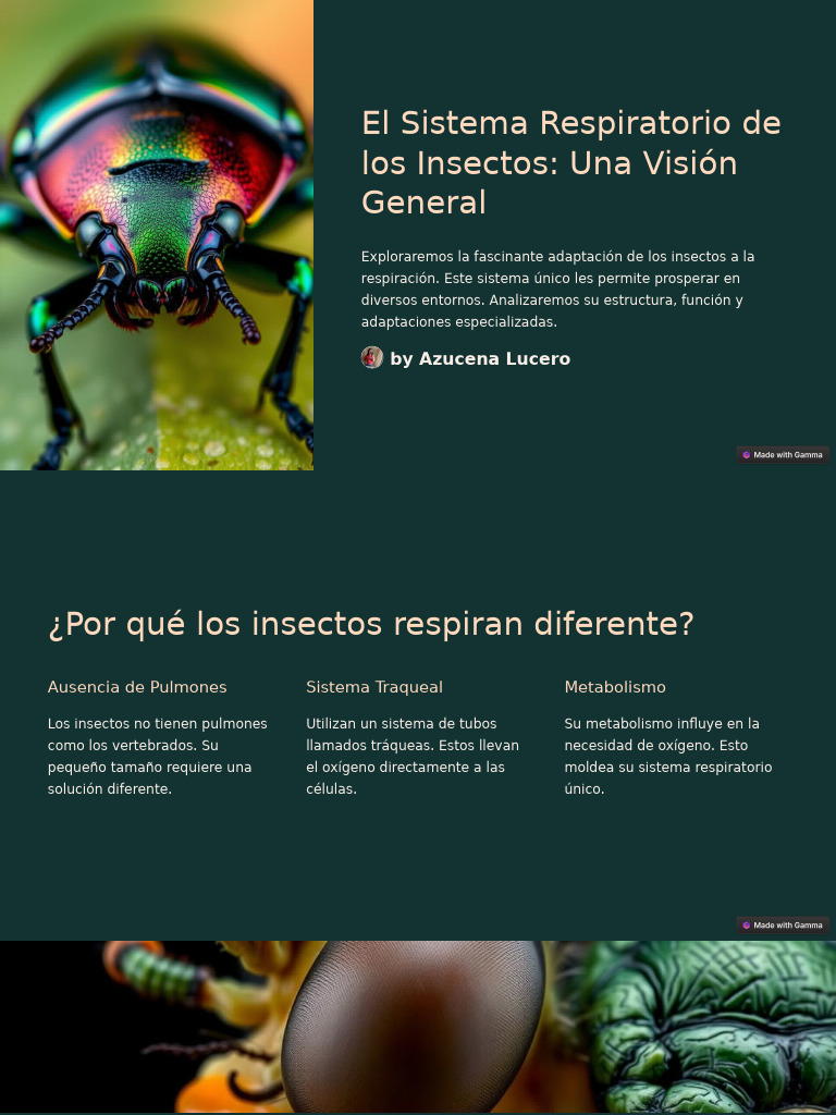 El Sistema Respiratorio de Los Insectos Una Vision General | PDF ...