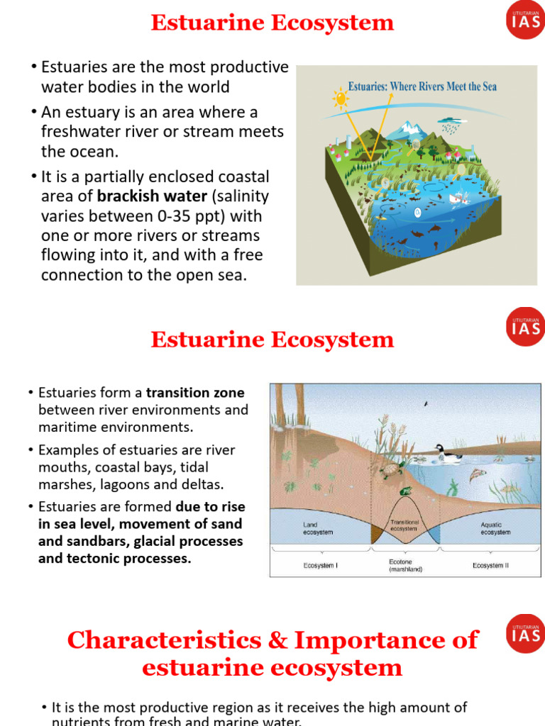 Understanding Estuarine Ecosystems | PDF | Estuary | Coral Reef