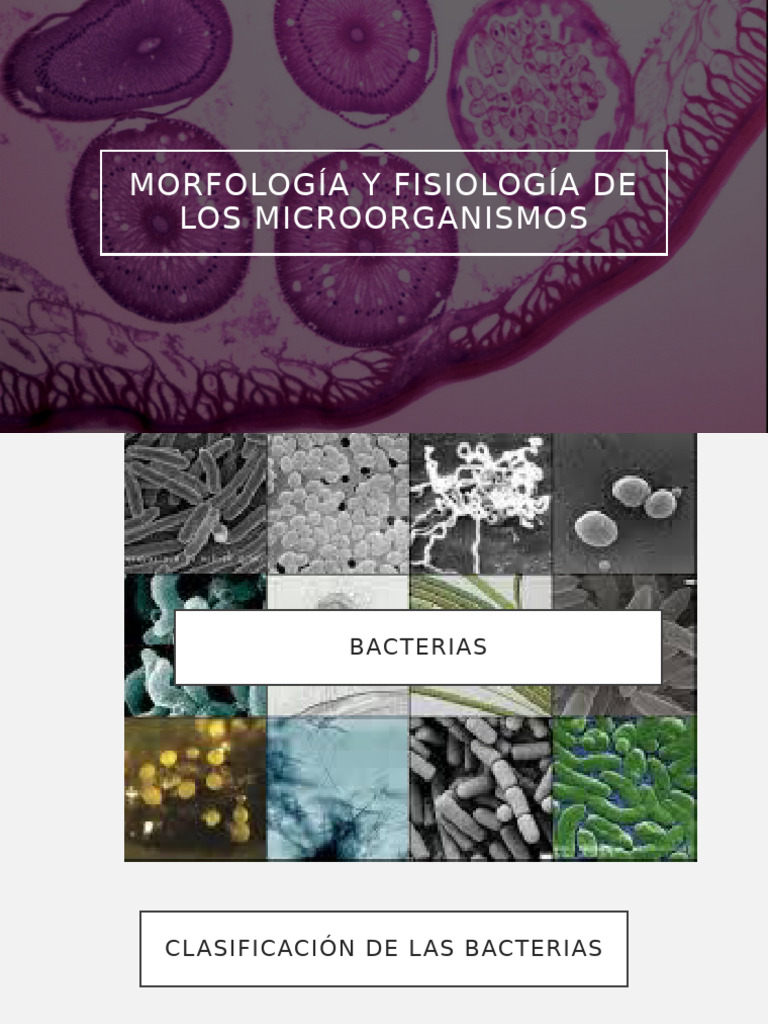 Morfología y Fisiología de Los Microorganismos | PDF | Las bacterias ...