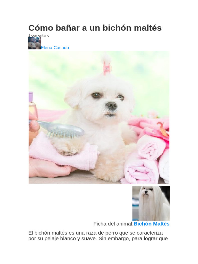 c-mo-ba-ar-a-un-bich-n-malt-s-pdf-piel-perros