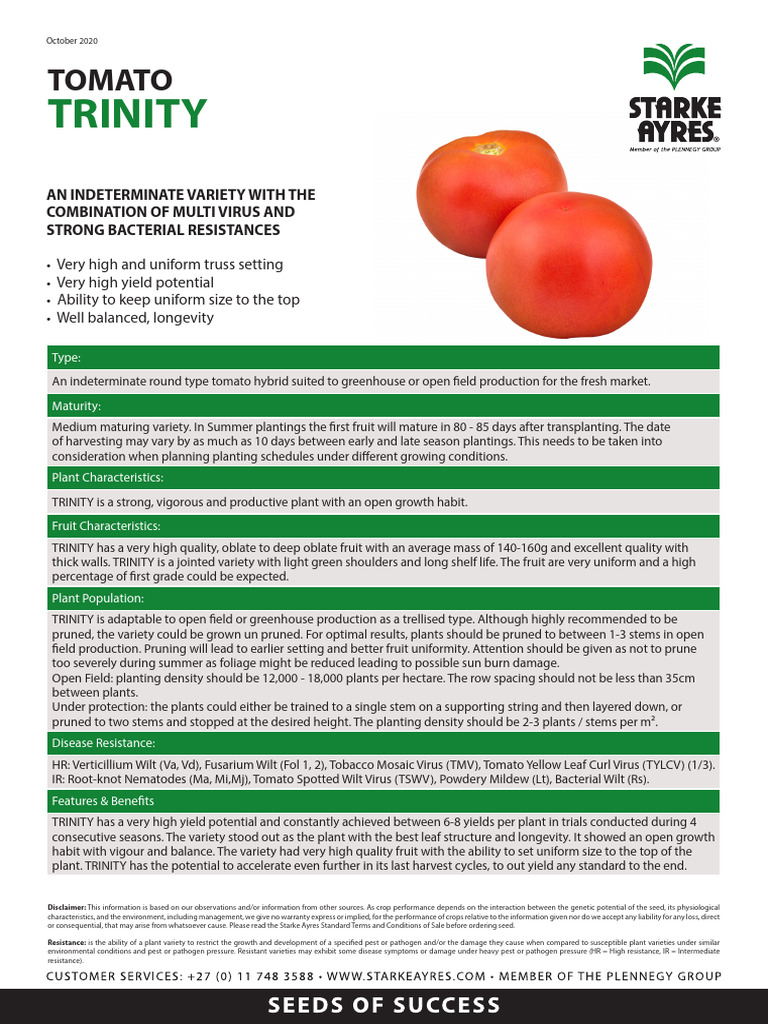 Trinity F1 Tomato Overview and Yield | PDF | Tomato | Pruning