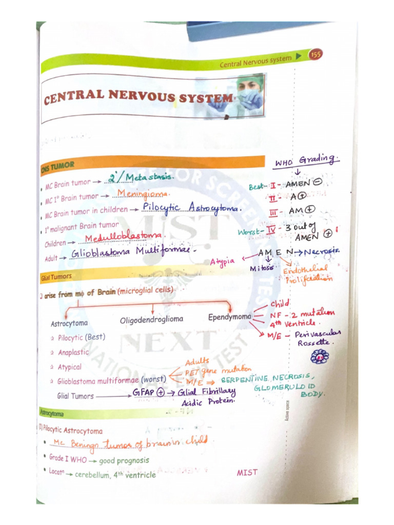 Central Nervous System | PDF