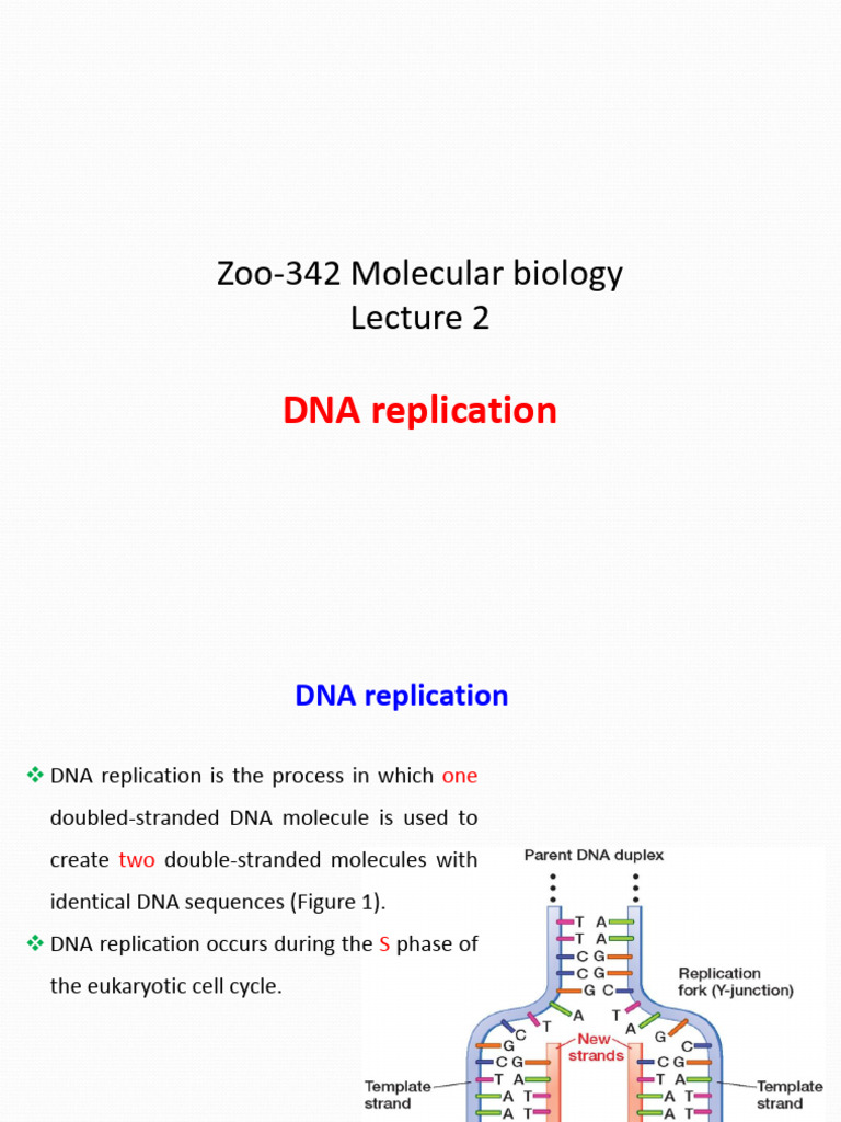 DNA Polymerase in Replication Process | PDF | Dna Replication | Dna