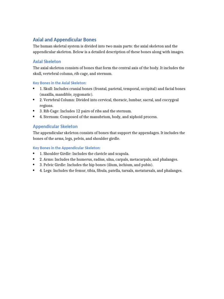 Human Skeletal System Overview | PDF