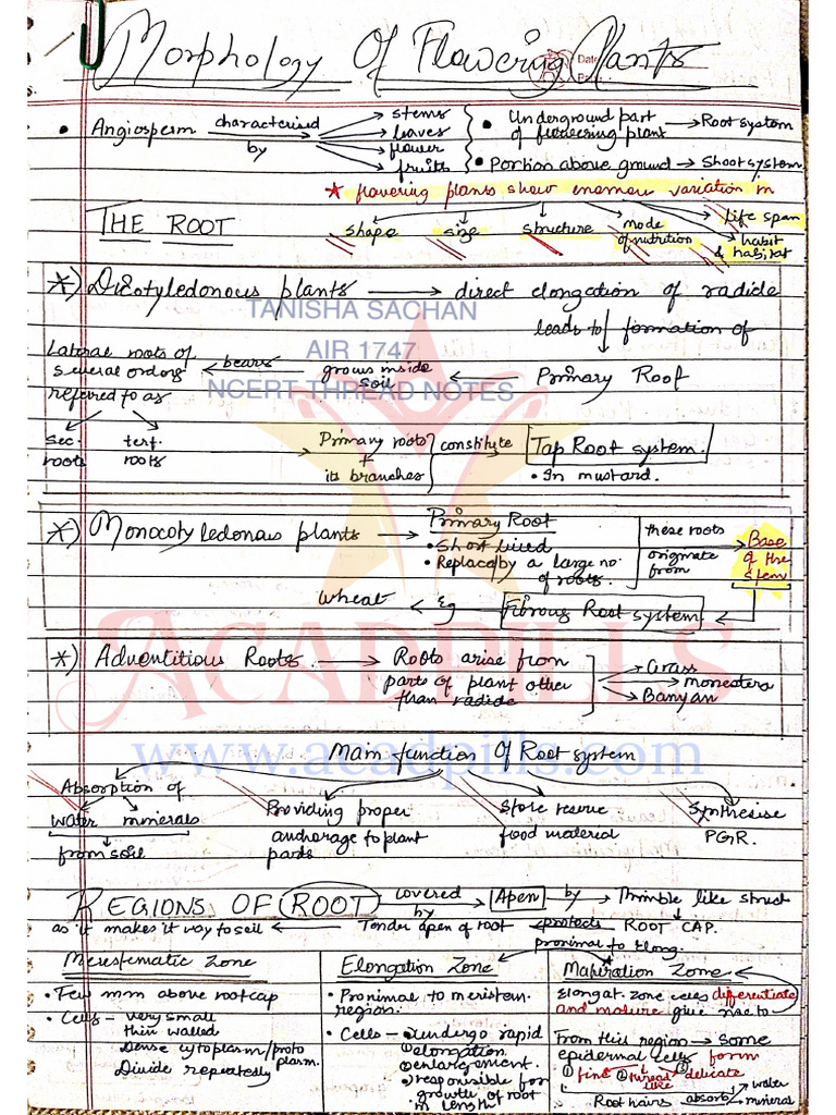 Morphology of Flowering Plants NCERT THREAD NOTES (1) | PDF