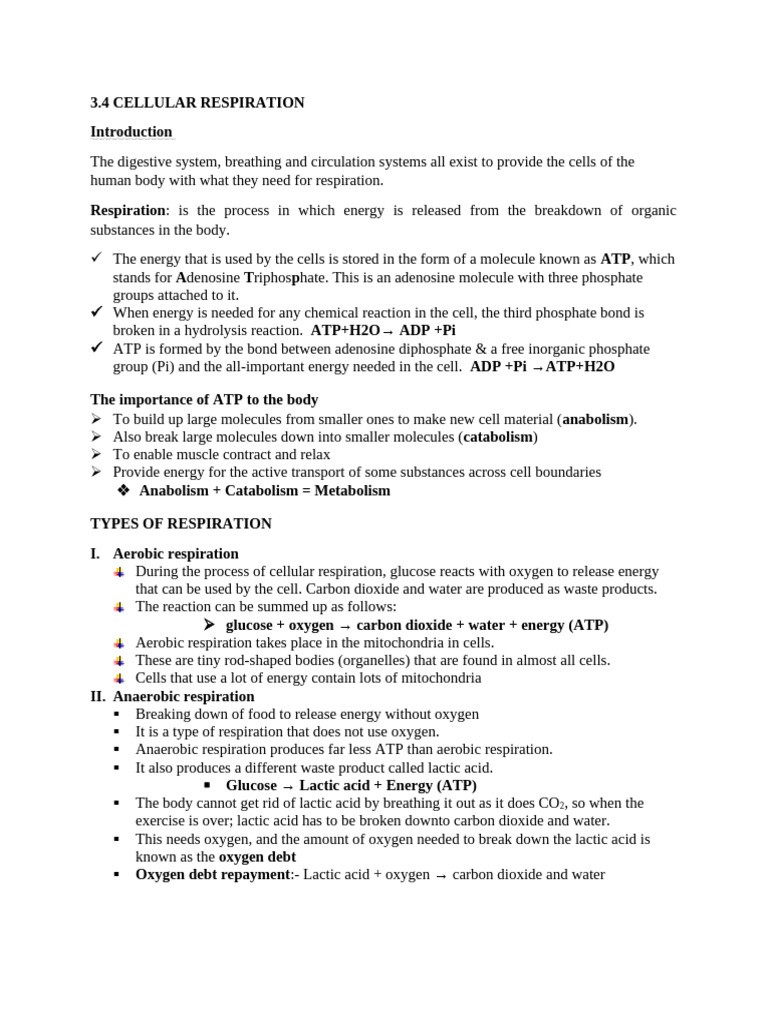 Biol-Cellular-Respiration+ (2) | PDF | Artery | Heart