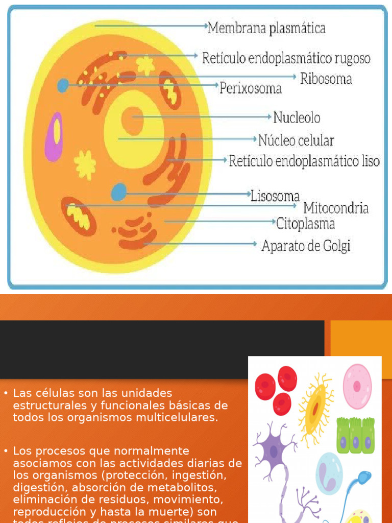 Estructura y Función de la Célula | PDF | Membrana celular | Lípido