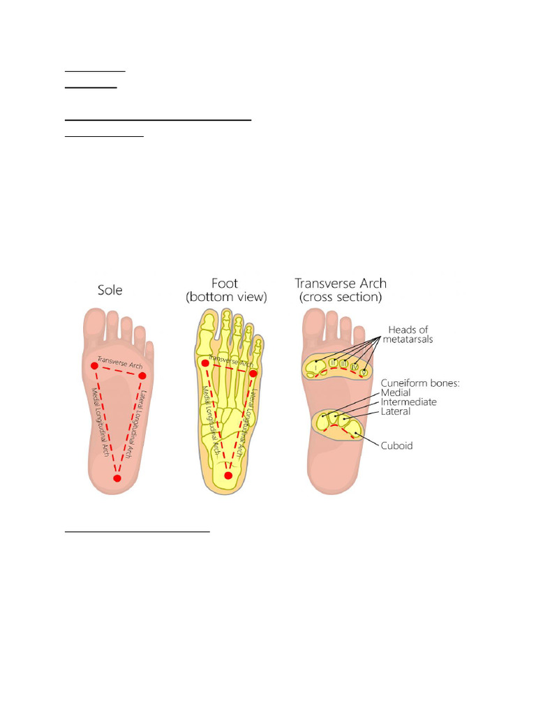 Paper 1 | PDF | Foot | Musculoskeletal System