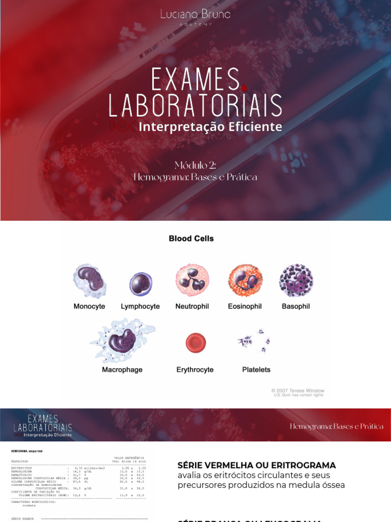 Análise de Eritrócitos e Leucócitos no Sangue | PDF | Anemia | Hemácia