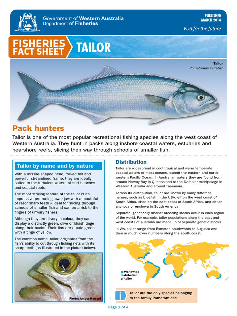 Tailor Fish: A Guide to Species in WA | PDF | Coast | Fish