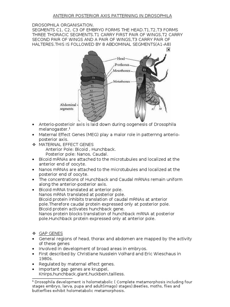 Anterior Posterior Axis Patterning in Drosophila PDF Biology