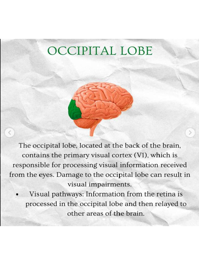 Occipital Lobe | PDF