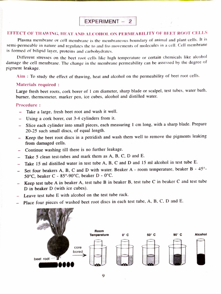 Biology Practical For Final | PDF | Meiosis | Chromatography